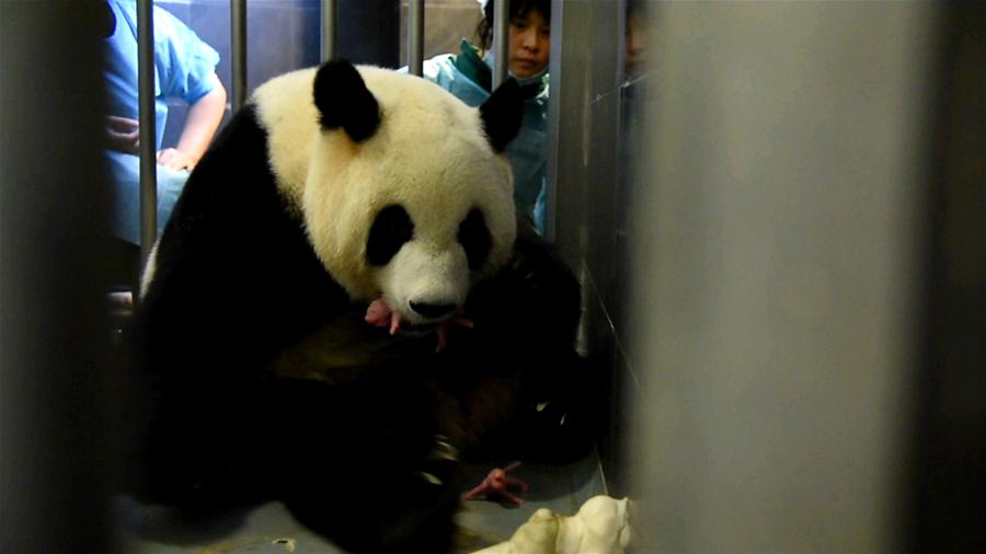 Panda gigante em Macau dá à luz filhotes gêmeos