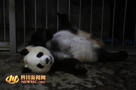 Panda dá à luz casal de gêmeos no sudoeste da China