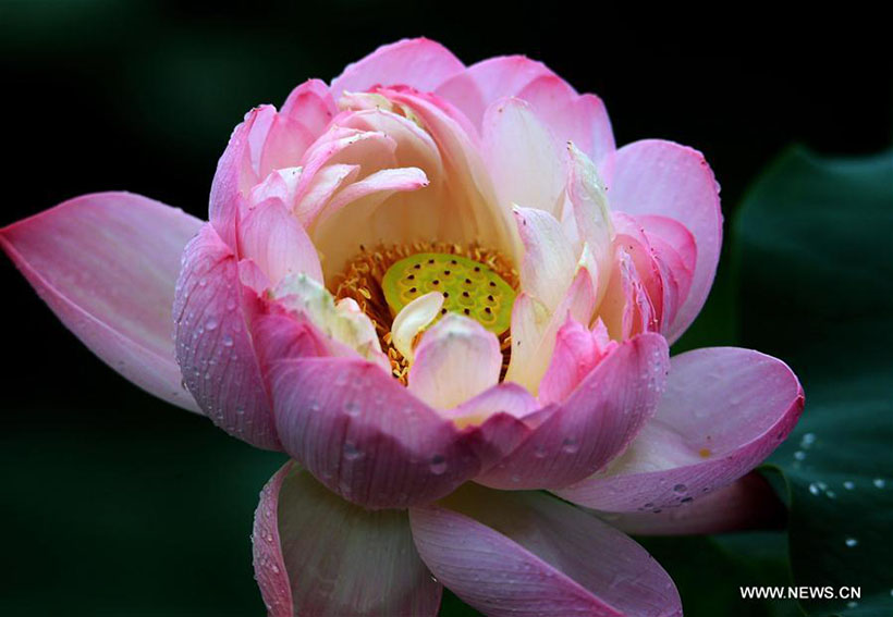 Flores de lótus desabrocham no sul da China