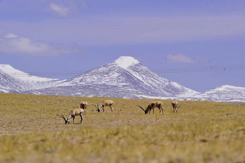 Décimo aniversário da ferrovia na altitude mais alta do mundo