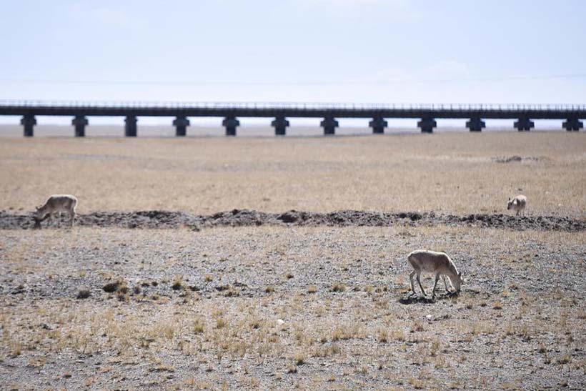 Décimo aniversário da ferrovia na altitude mais alta do mundo