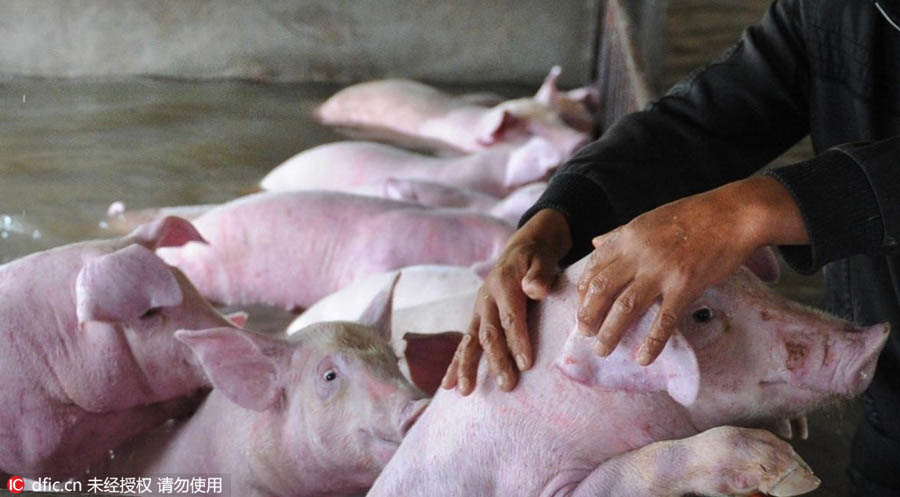 Inundações: 6000 porcos correm risco de afogamento no leste da China