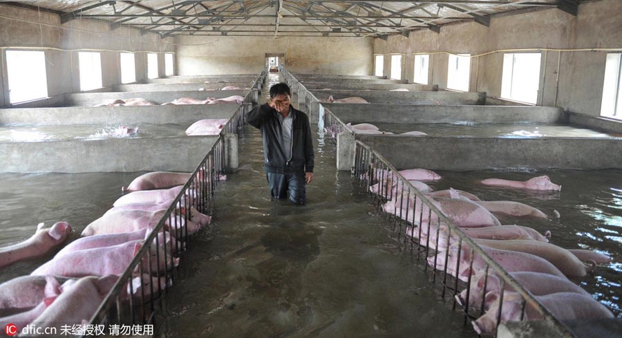Inundações: 6000 porcos correm risco de afogamento no leste da China