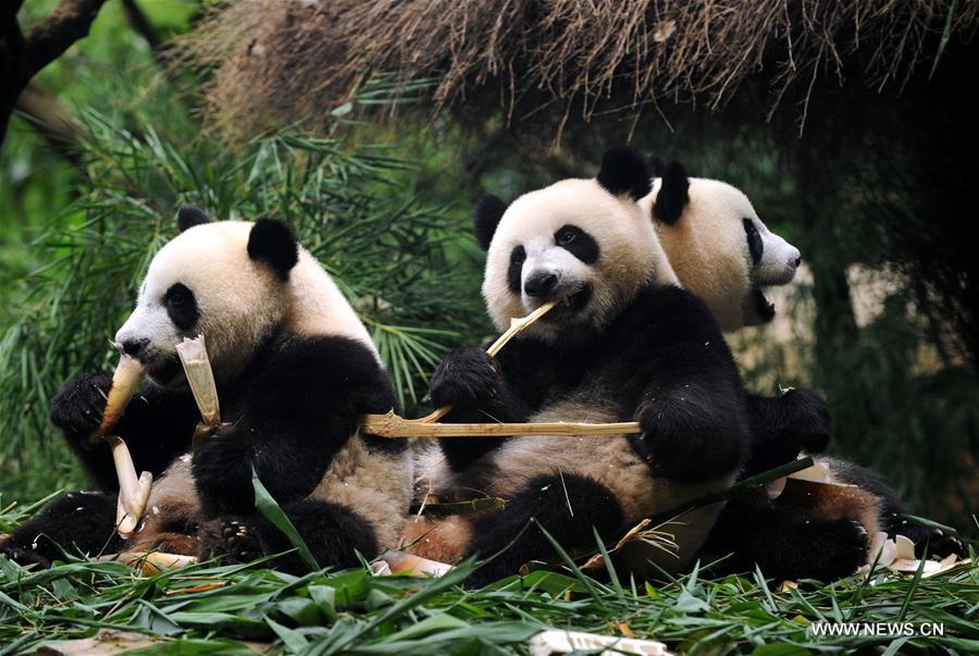 Único grupo de pandas trigêmeos do mundo sai do período de amamentação 