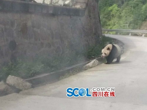 Dois pandas selvagens são vistos em rodovia no sudoeste da China
