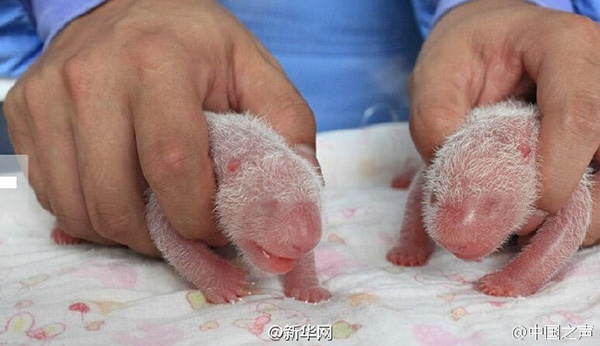 Pandas gigantes gêmeos nascem em reserva no sudoeste da China