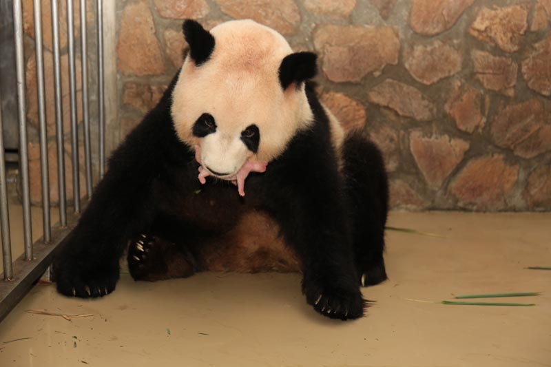 China tem pandas gêmeos pela nona vez em 2016