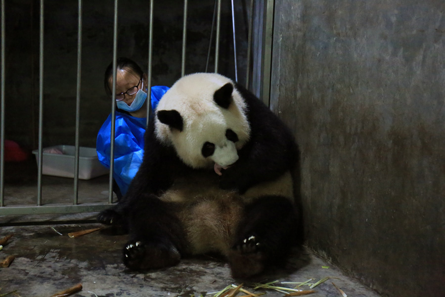 Mais um filhote de panda gigante nasce no sudoeste da China