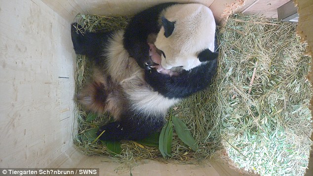 Pandas gêmeos nascem em Viena