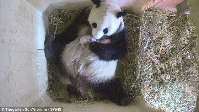 Pandas gêmeos nascem em Viena