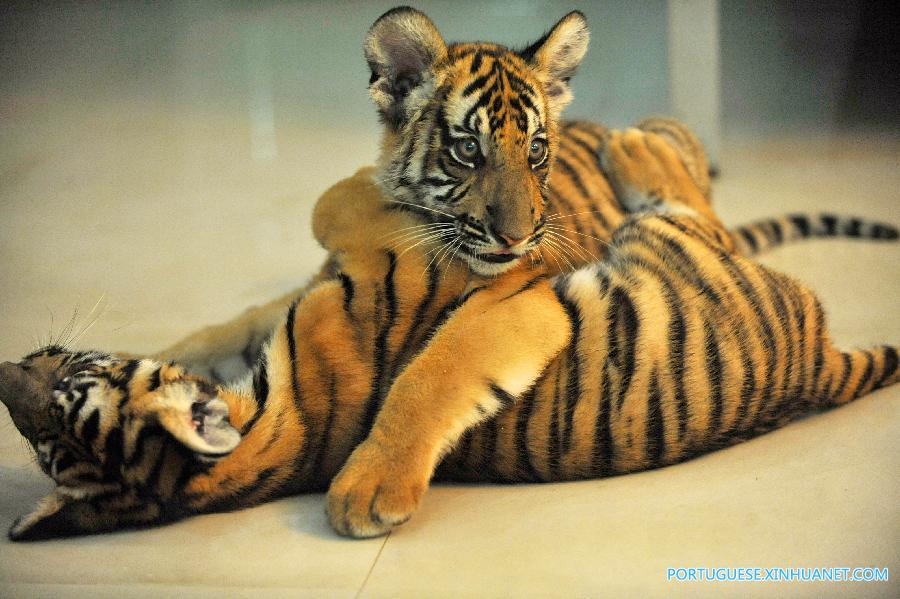 Nascem gêmeos de tigre em perigo de extinção em zoológico da China