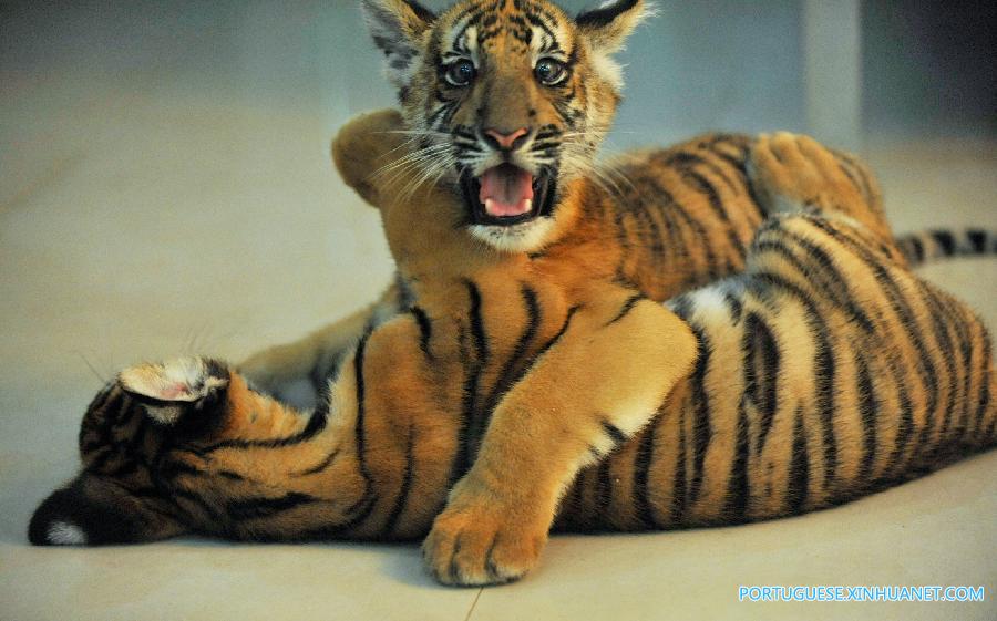 Nascem gêmeos de tigre em perigo de extinção em zoológico da China