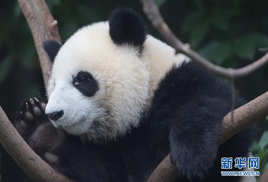 China continua luta pela proteção do panda gigante 