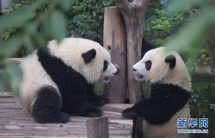 China continua luta pela proteção do panda gigante 