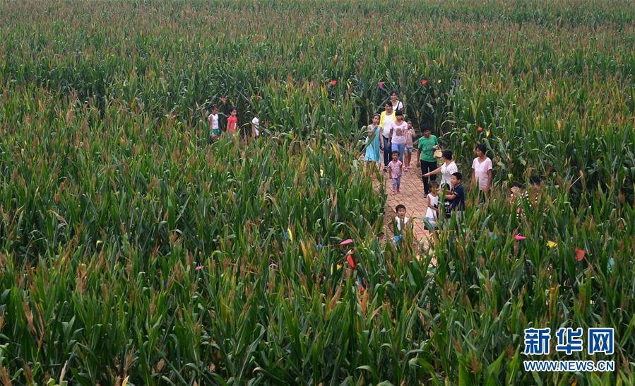 Labirinto de milho causa furor entre turistas
