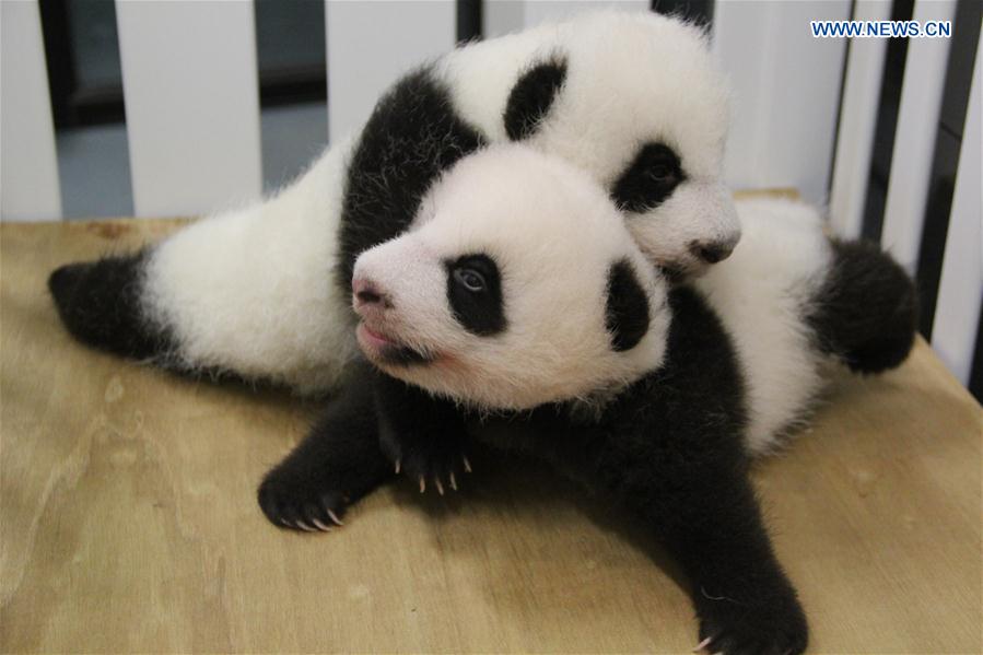 Macau atribui nomes aos filhotes gêmeos de panda gigante locais