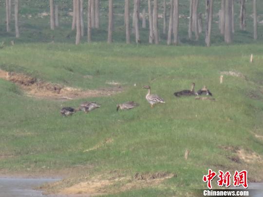 Primeiros pássaros migratórios avistados no Lago Poyang