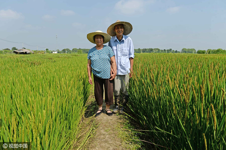 Agricultor cria mapa da China através da plantação de arroz colorido em Shanghai