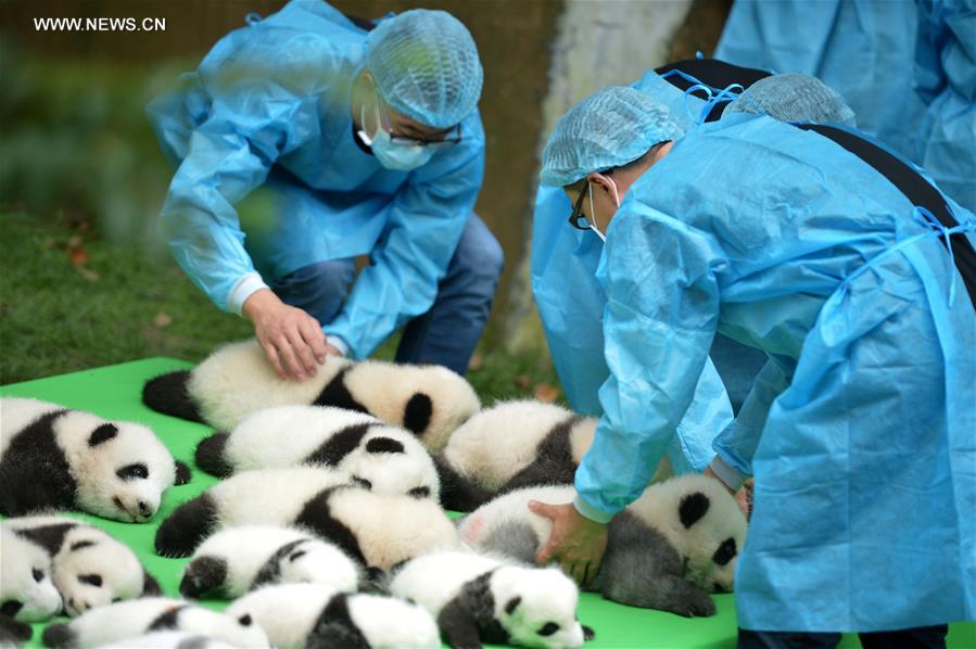 23 filhotes de panda gigante apresentados ao público em Chengdu