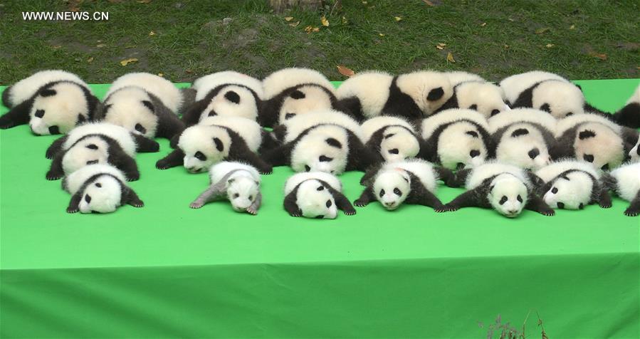 23 filhotes de panda gigante apresentados ao público em Chengdu