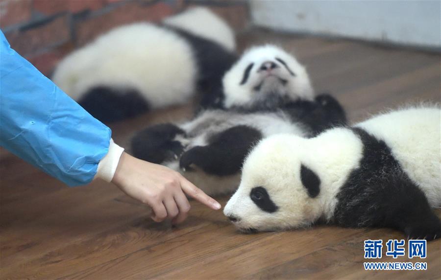 Conheça o “jardim infantil do panda gigante” em Chengdu