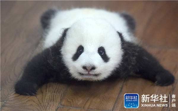Conheça o “jardim infantil do panda gigante” em Chengdu