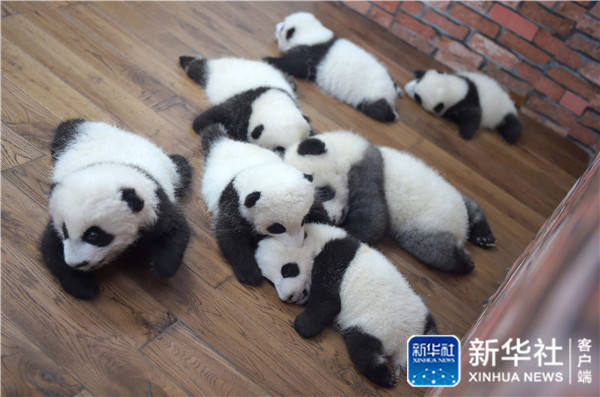 Conheça o “jardim infantil do panda gigante” em Chengdu