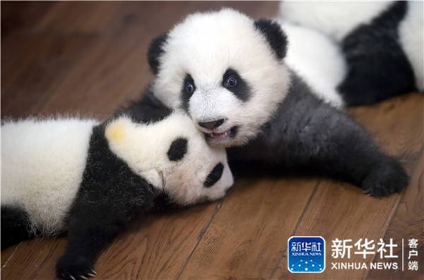 Conheça o “jardim infantil do panda gigante” em Chengdu