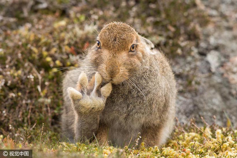 Galeria: Finalistas do Prêmio de Fotografia Cômica de Animais Selvagens 2016