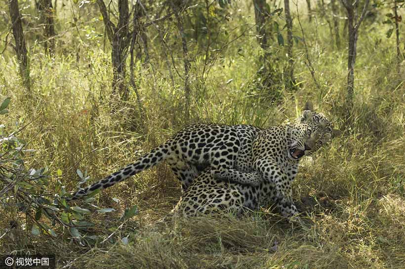 Galeria: Finalistas do Prêmio de Fotografia Cômica de Animais Selvagens 2016