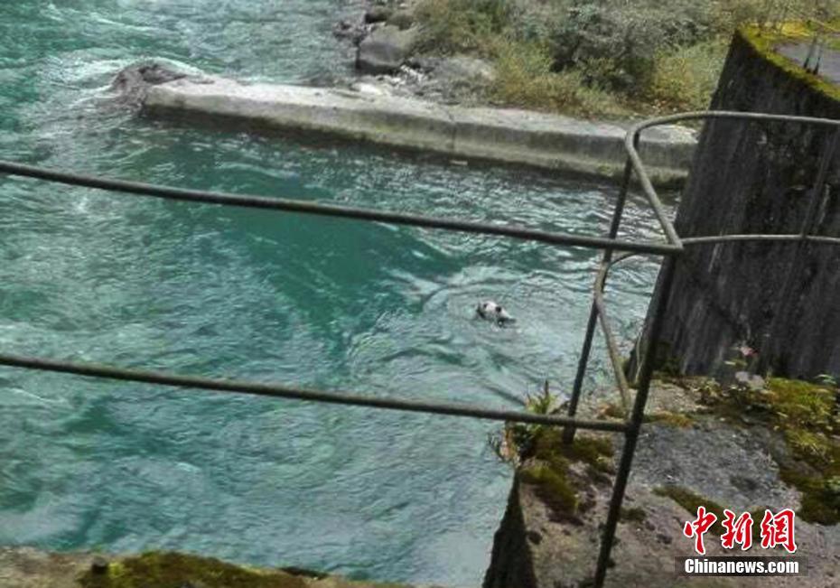 Panda selvagem salvo após entrar acidentalmente em estação hidrelétrica