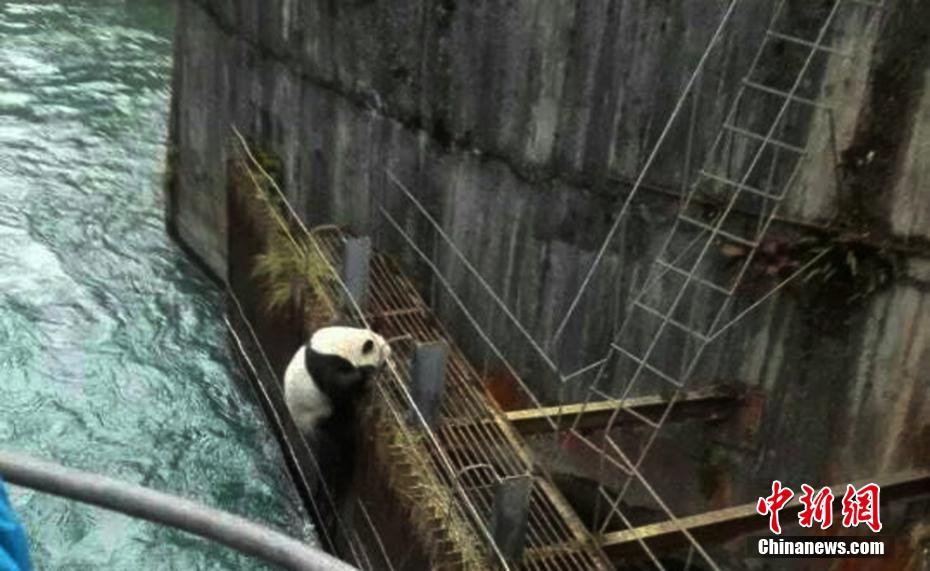 Panda selvagem salvo após entrar acidentalmente em estação hidrelétrica