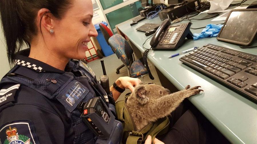 Filhote de coala descoberto em bolsa de mulher detida em Queensland