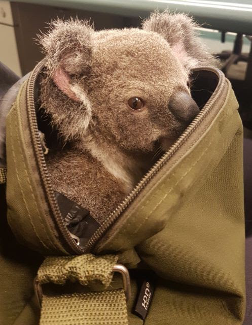 Filhote de coala descoberto em bolsa de mulher detida em Queensland