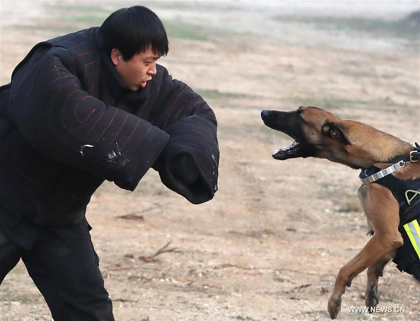 Mais de 1.000 cães policiais colaboram em investigações criminais em Beijing