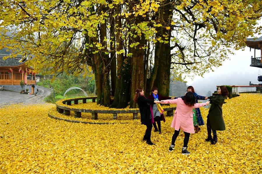 Velha árvore de ginkgo atrai milhares de turistas na província de Hubei