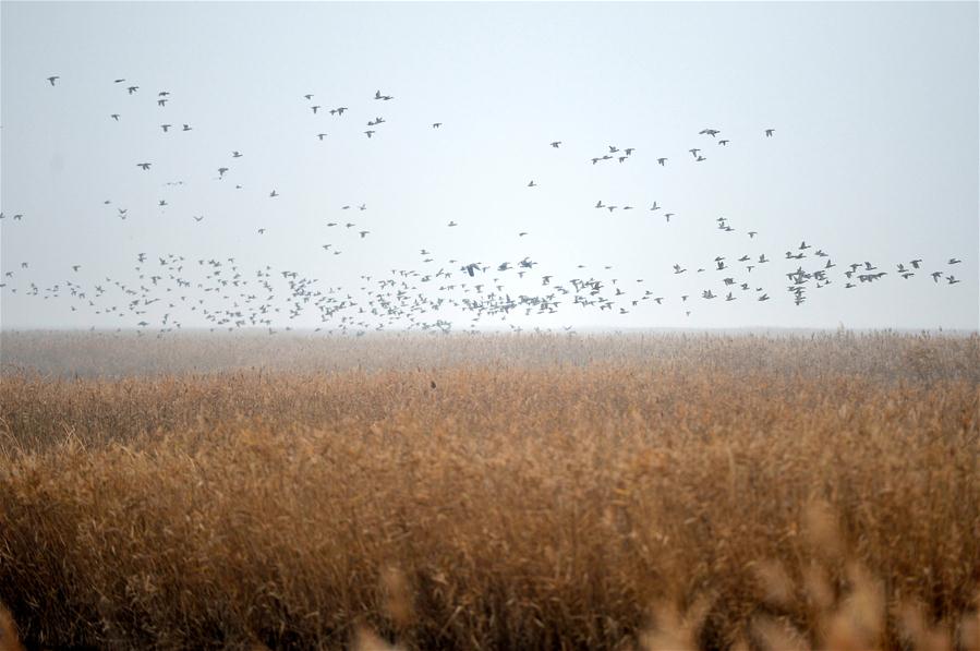 Cem mil pássaros migratórios raros voam para o Delta do Rio Amarelo