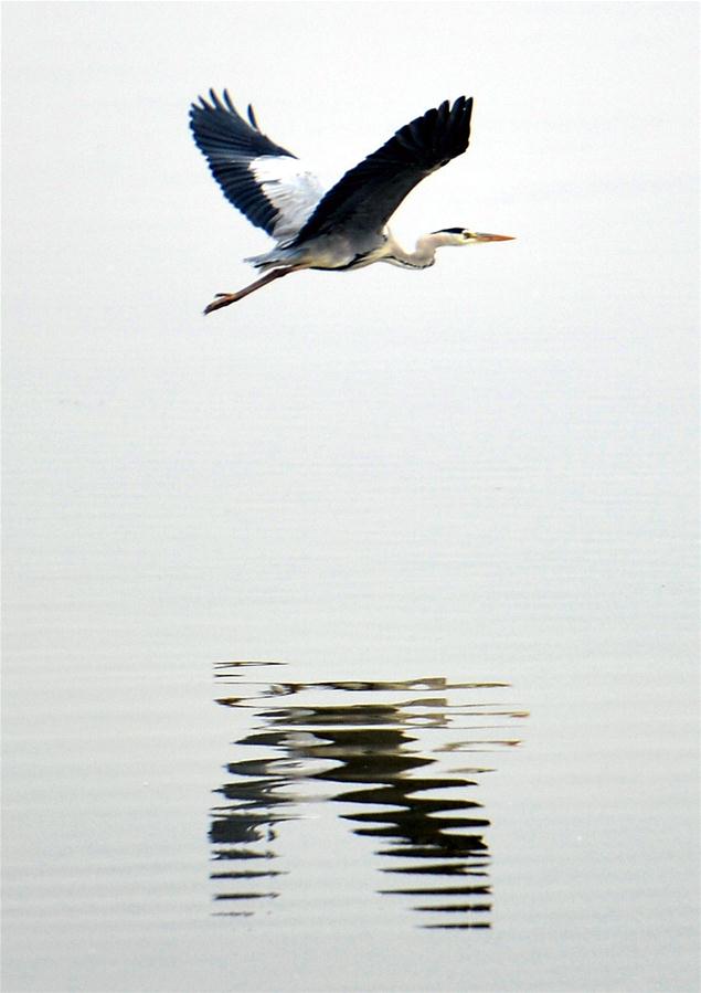 Cem mil pássaros migratórios raros voam para o Delta do Rio Amarelo