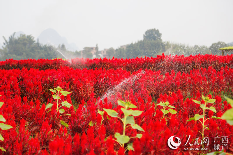 Manto de flores outonais reveste vila em Guangxi