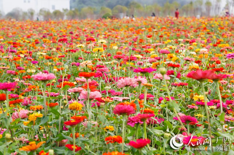 Manto de flores outonais reveste vila em Guangxi