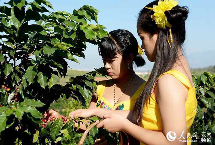 Café “primeiro beijo” na província de Yunnan