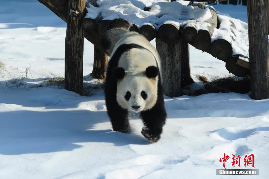 Pandas divertem turistas em Heilongjiang, a região mais fria da China