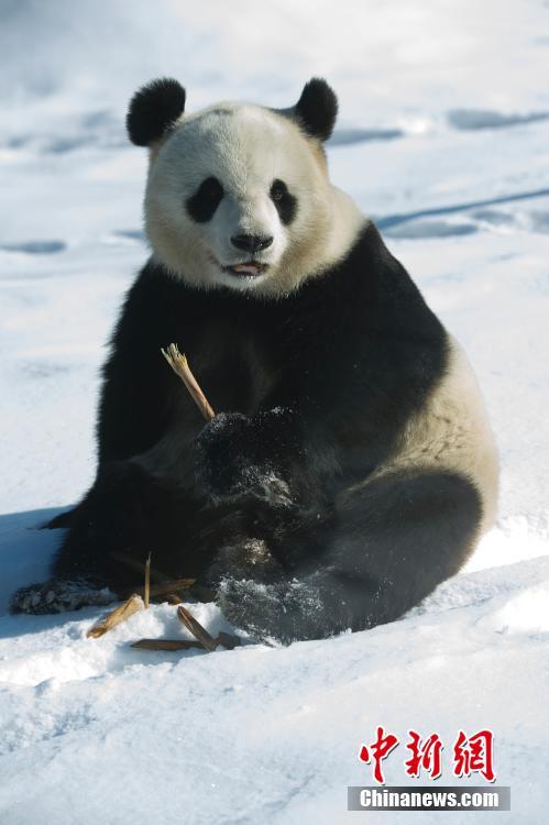 Pandas divertem turistas em Heilongjiang, a região mais fria da China