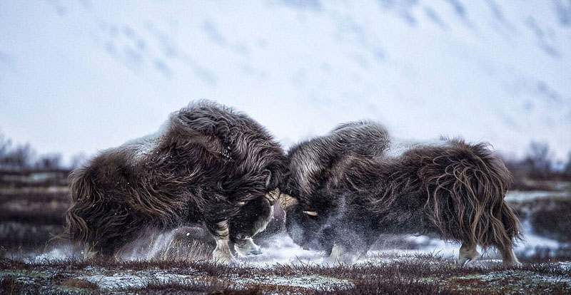 Galeria: Fotos da vida selvagem de todo mundo competem em exibição de fotografia