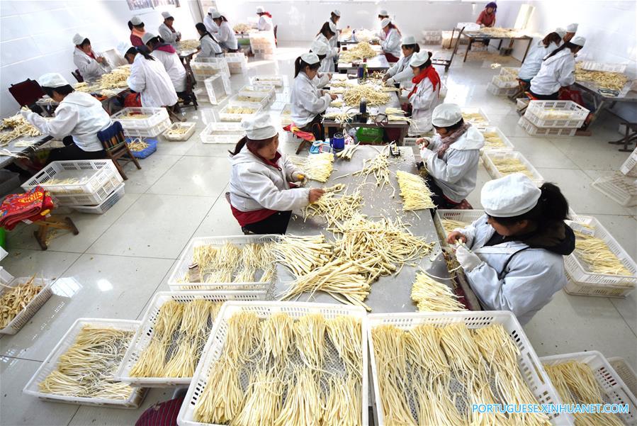 Governo de Shandong ajuda agricultores a desenvolver projetos agrícolas