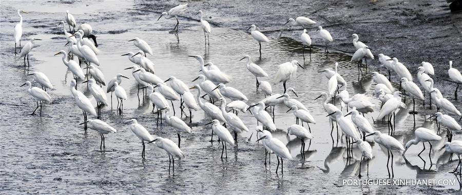 Garças descansam em um pantanal em Taiwan