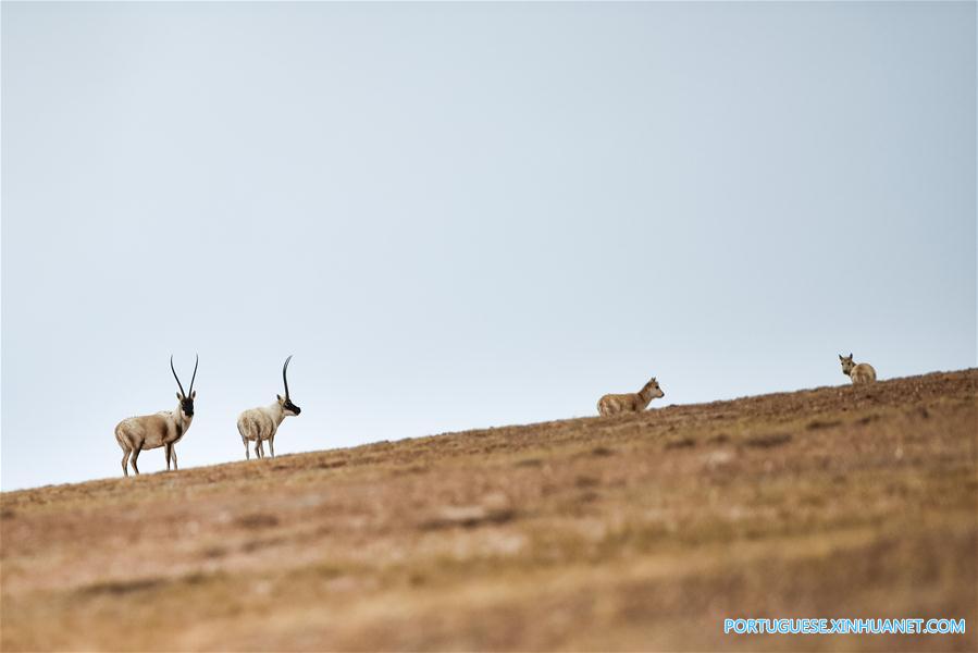 Vida selvagem se expande em Sanjiangyuan da província de Qinghai