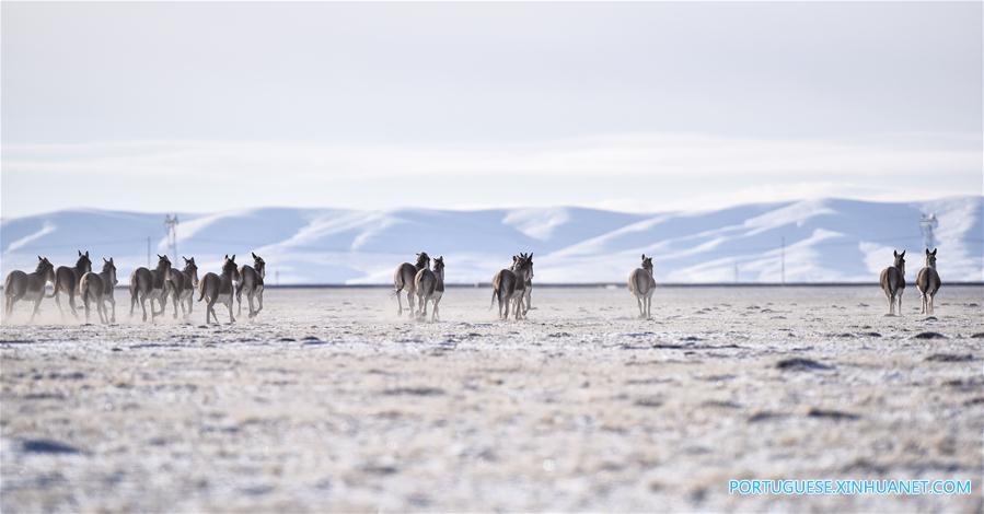 Vida selvagem se expande em Sanjiangyuan da província de Qinghai