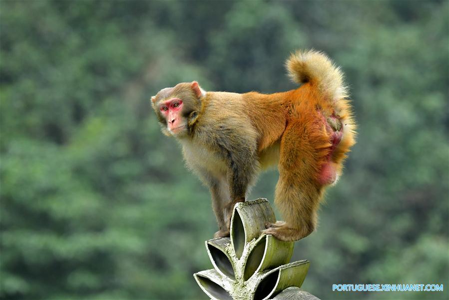 Macacos se divertem nas florestas no centro da China