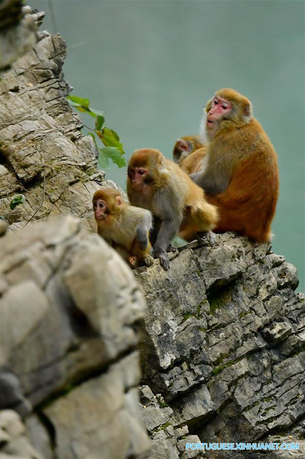 Macacos se divertem nas florestas no centro da China